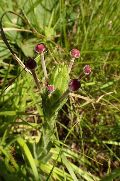 Zaluzianskya natalensis, photographed by Peter Warren