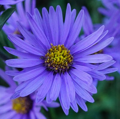 Aster amellus, photographed by Patrick Hacker