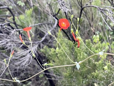 Ipomoea cristulata, photographed by CK2AZ