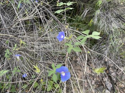 Ipomoea hederacea, photographed by CK2AZ