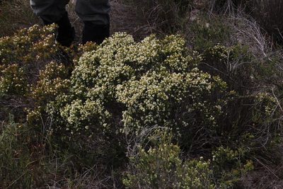 Diosma aspalathoides, photographed by Tony Rebelo