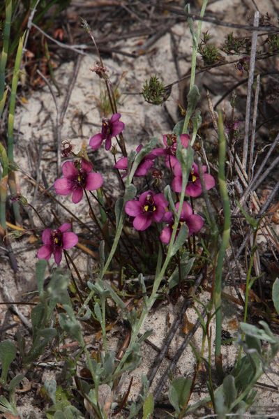 Diascia capensis, photographed by Tony Rebelo