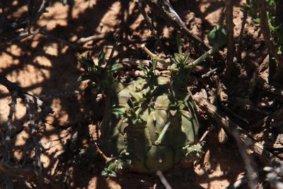 Euphorbia decepta, photographed by Tony Rebelo