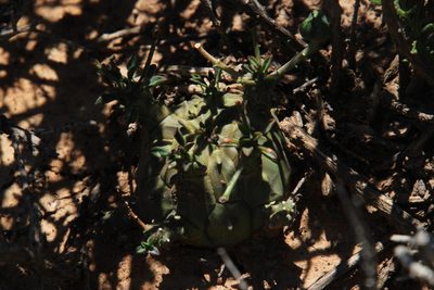 Euphorbia decepta, photographed by Tony Rebelo
