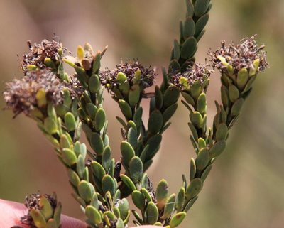 Leucadendron thymifolium, photographed by Tony Rebelo
