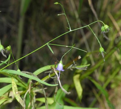 Campanula divaricata, photographed by Michael J. Papay