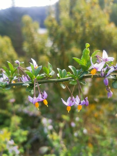 Solanum valdiviense, photographed by Inao Vasquez