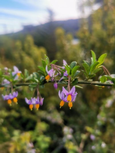 Solanum valdiviense, photographed by Inao Vasquez