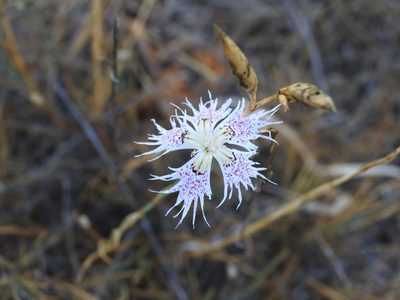 Dianthus broteri, photographed by Duarte Frade