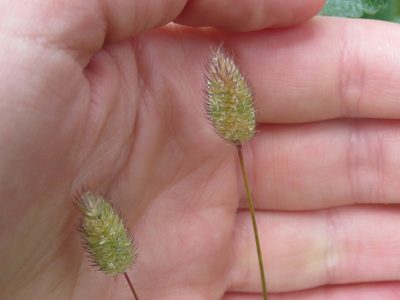 Phleum alpinum, photographed by Erin Springinotic