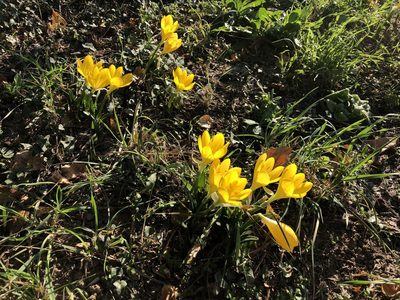 Sternbergia lutea, photographed by Pavel Kacl