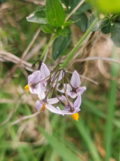 Solanum valdiviense, photographed by Inao Vasquez