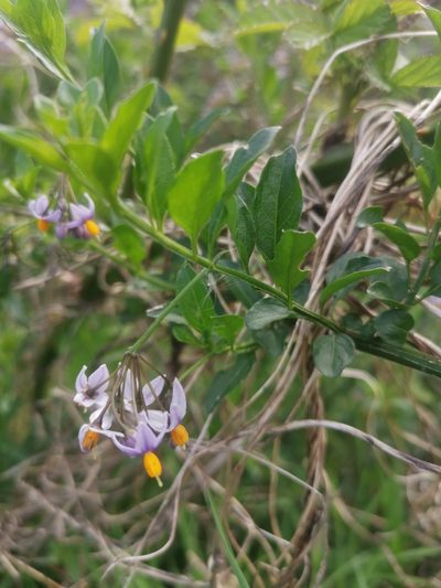 Solanum valdiviense, photographed by Inao Vasquez