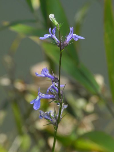 Lobelia amoena, photographed by Michael J. Papay