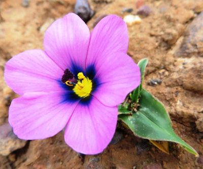 Moraea versicolor, photographed by linkie