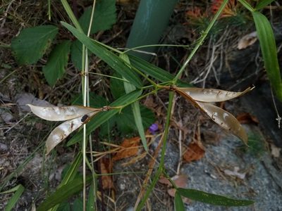 Lathyrus sylvestris, photographed by Vladimír Fuka