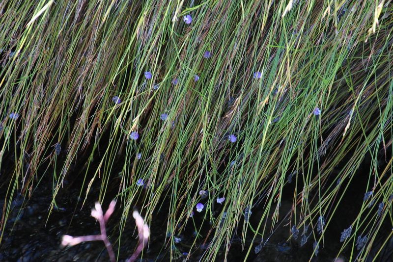 Psoralea tenuissima, photographed by Tony Rebelo