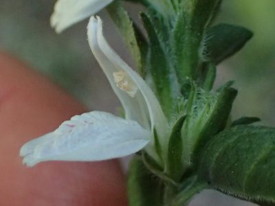 Isoglossa ciliata, photographed by Nicola van Berkel