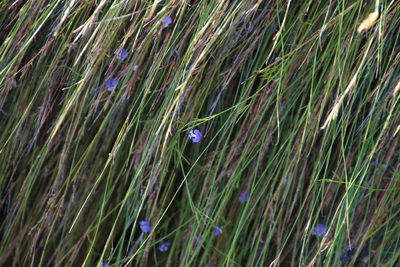 Psoralea tenuissima, photographed by Tony Rebelo