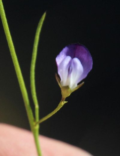 Psoralea tenuissima, photographed by Tony Rebelo