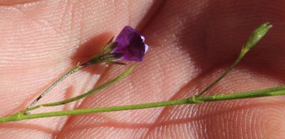 Psoralea tenuissima, photographed by Tony Rebelo