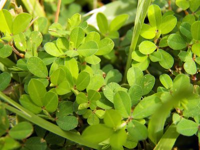 Kummerowia striata, photographed by Diana Foreman