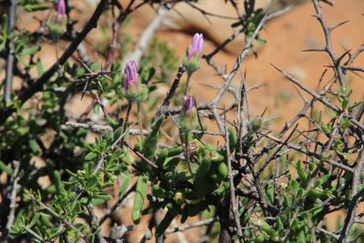 Drosanthemum lique, photographed by Tony Rebelo