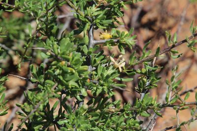 Lycium schizocalyx, photographed by Tony Rebelo