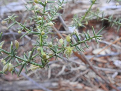 Asparagus aphyllus, photographed by Duarte Frade