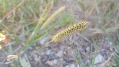 Setaria pumila, photographed by Ryan Sorrells