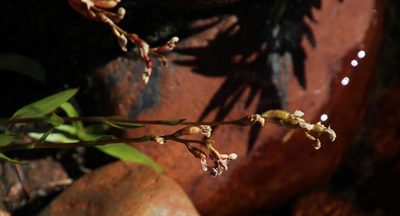 Disa caulescens, photographed by Tony Rebelo