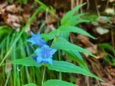 Gentiana asclepiadea, photographed by Sandra Cellina