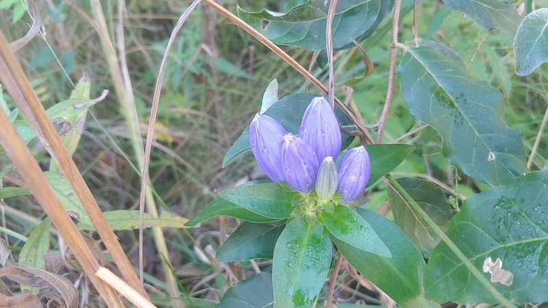 Gentiana andrewsii, photographed by Ryan Sorrells