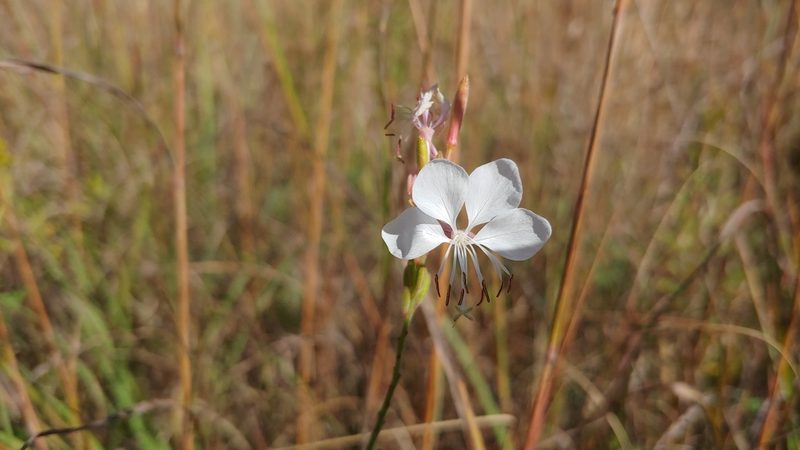 Oenothera filiformis, photographed by Ryan Sorrells