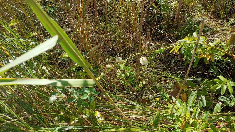 Sanguisorba canadensis, photographed by Ryan Sorrells