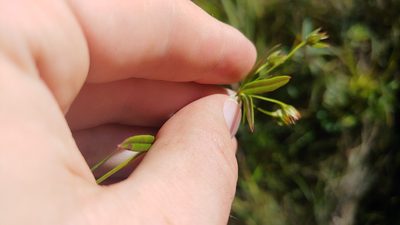 Lysimachia quadriflora, photographed by Ryan Sorrells