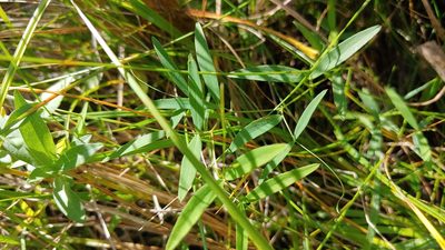 Lathyrus palustris, photographed by Ryan Sorrells