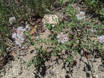 Monardella odoratissima, photographed by Zac Peterson