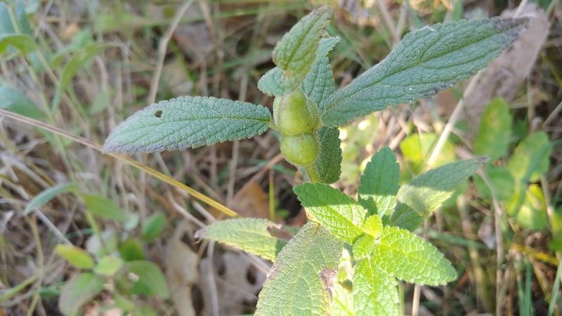 Stachys pilosa, photographed by Ryan Sorrells