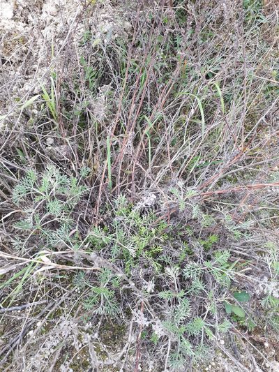 Artemisia marschalliana, photographed by Olha Sira