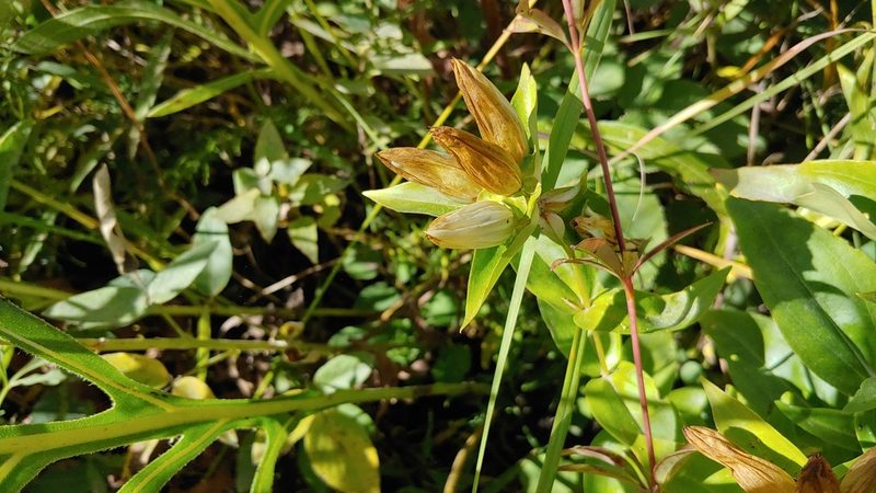 Gentiana alba, photographed by Ryan Sorrells