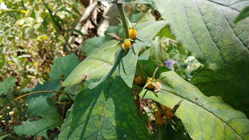 Triosteum perfoliatum, photographed by Ryan Sorrells