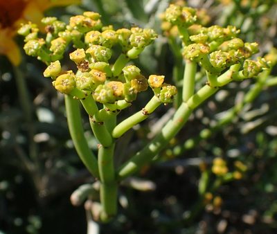 Euphorbia burmanni, photographed by Nicola van Berkel