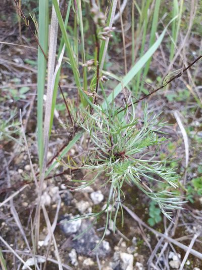 Artemisia marschalliana, photographed by Olha Sira
