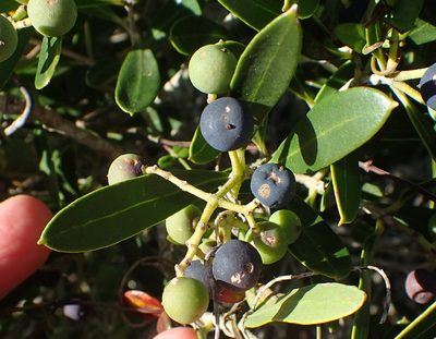 Olea exasperata, photographed by Nicola van Berkel