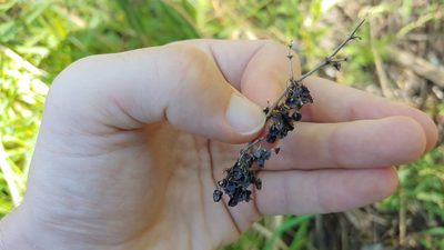Rumex verticillatus, photographed by Ryan Sorrells