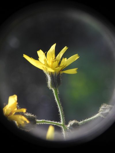 Hieracium prenanthoides, photographed by Yves Bas