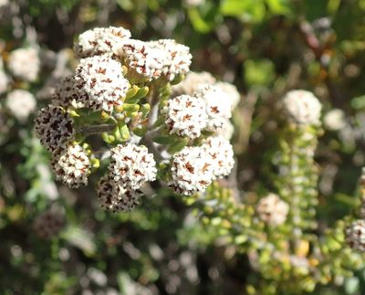 Phylica nigrita, photographed by Nicola van Berkel