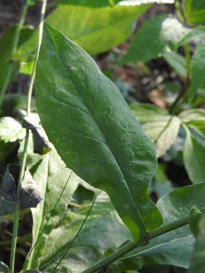 Hieracium prenanthoides, photographed by Yves Bas
