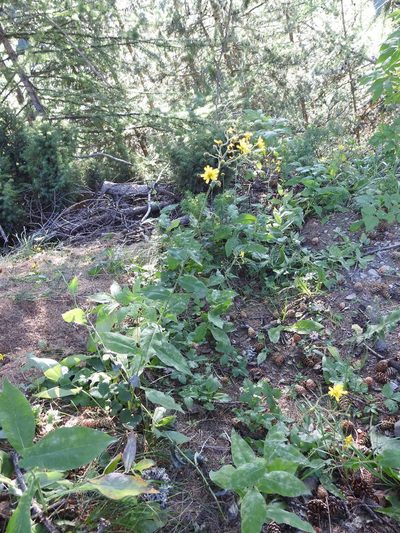Hieracium prenanthoides, photographed by Yves Bas
